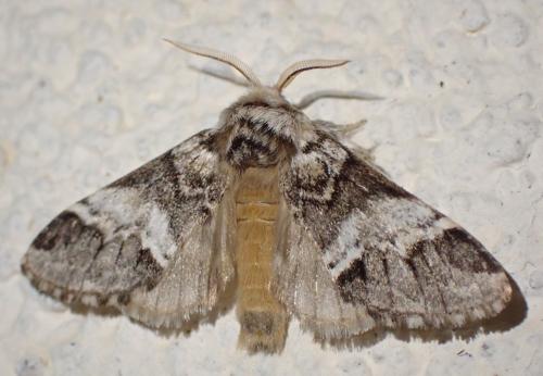 Réf. 317 996 : Drymonia dodonaea